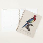 Rosella orientale ou Perruche à tête pâle Platycer (Devant avec enveloppe)