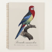 Rosella orientale ou Perruche à tête pâle Platycer (Devant)