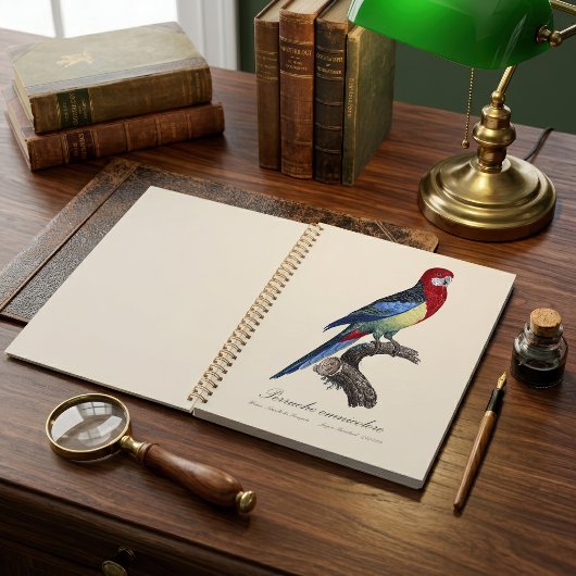 Rosella orientale ou Perruche à tête pâle Platycer