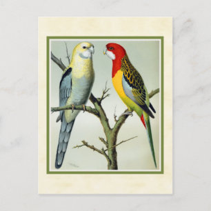 Rosella Parakeets Illustratie Briefkaart