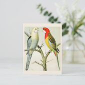 Rosella Parrakeets Briefkaart (Staand voorkant)