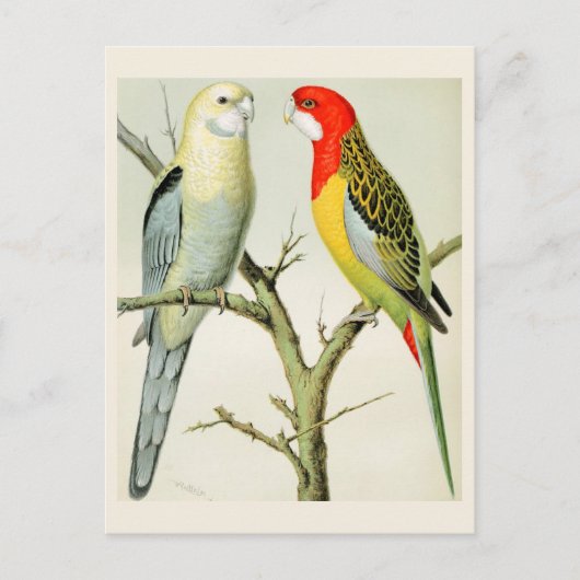 Rosella Parrakeets Briefkaart (Voorkant)
