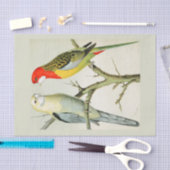 Rosella Parrakeets Tissuepapier (Craft)