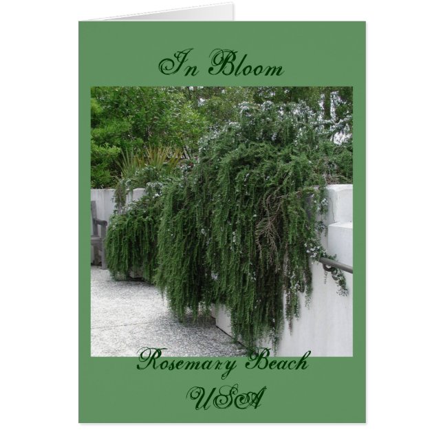 Rosemary Beach, Rosemary (Voorkant)