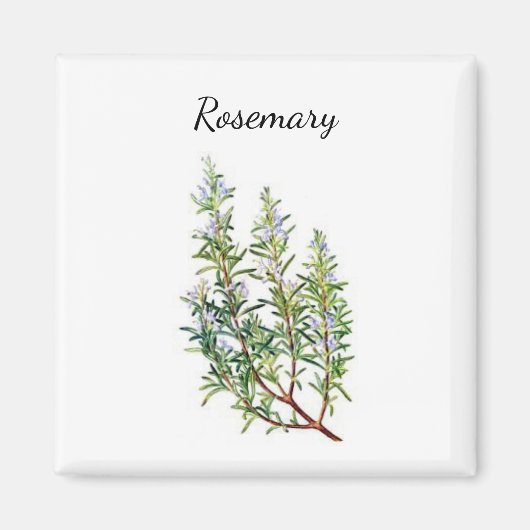 Rosemary Herb Magnet Magneet (Voorkant)