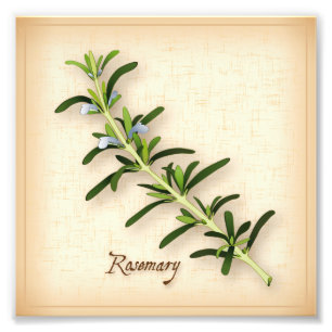 Rosemary Herb Photo Print Foto Afdruk