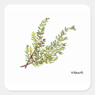 Rosemary herb Rosemary waterverf schilderij Vierkante Sticker
