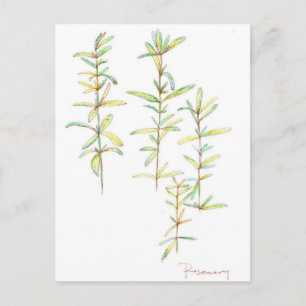 Rosemary Herbal Plant Botanical Art Drawing Briefkaart