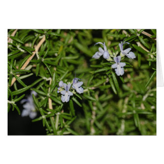 Rosemary in Bloom Flowering Herb Foto