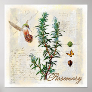 Rosemary, kruiden Hummingbird Botanical Art Print