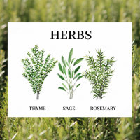 Rosemary Thyme Sage Herbs Culinaire Keukenkaak