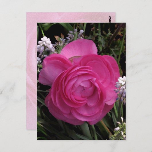 RoseRed... Briefkaart (Voorkant / Achterkant)