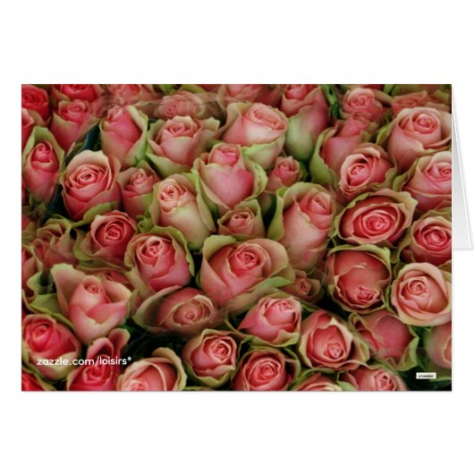 Roses (Devant horizontal)