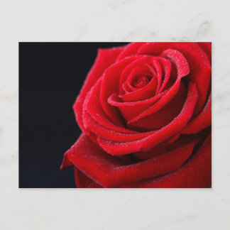 Roses are ed briefkaart
