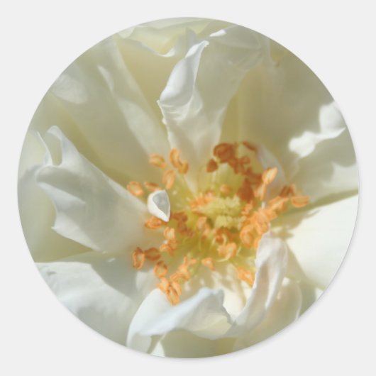 Roses blanches et soleil - Stickers (Devant)