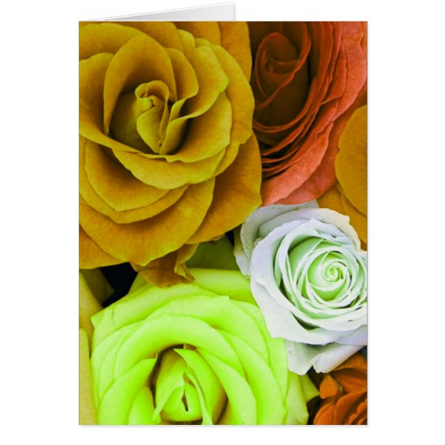 Roses colorés (Devant)