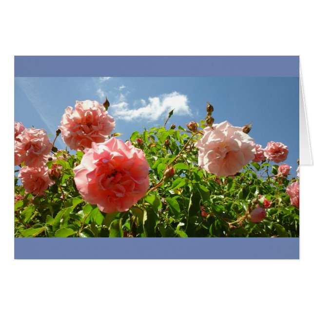 Roses dans le jardin de Monet (Devant horizontal)