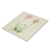 Roses de mer de carreau de céramique de cuisine de (Côté)