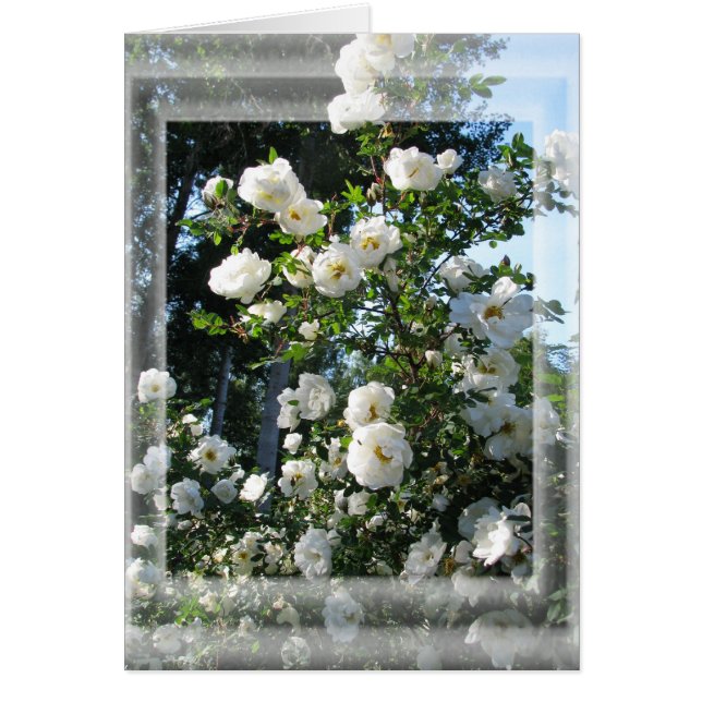 Roses de mi-été (Devant)