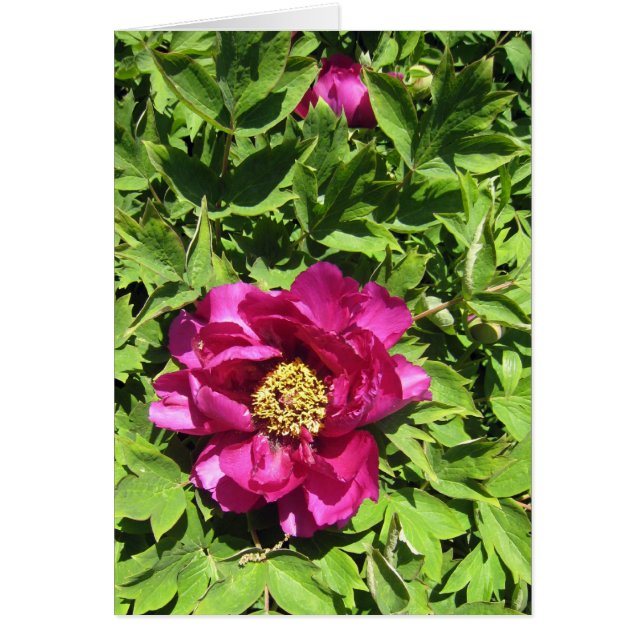 Roses indien Peonie (Devant)