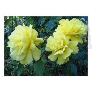 Roses jaunes