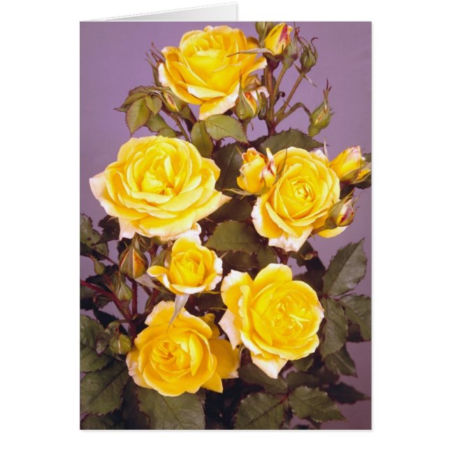 Roses Jaunes Parfaites (Devant)