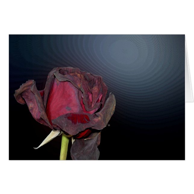 Roses morts 1 (Devant horizontal)