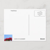 Roses Patio avec carte postale (Dos)