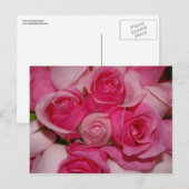 Roses roses - Carte postale (Devant / Derrière)