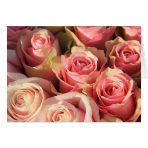 Roses roses de Therosegarden
