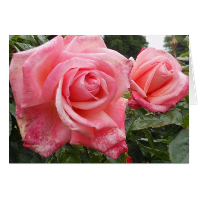 Roses roses, jardin botanique de Belfast, Ni (Devant horizontal)