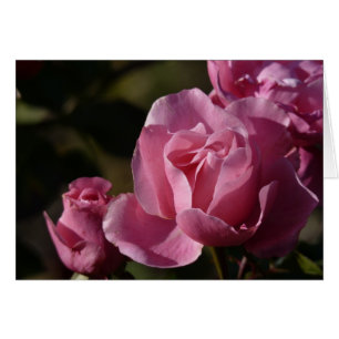 roses roses roses