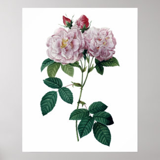 Roses roses roses par Redoute impression qualité p
