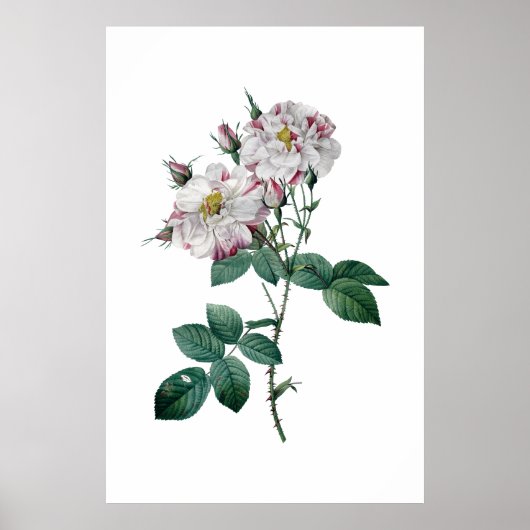 Roses roses roses par Redoute impression qualité p (Devant)