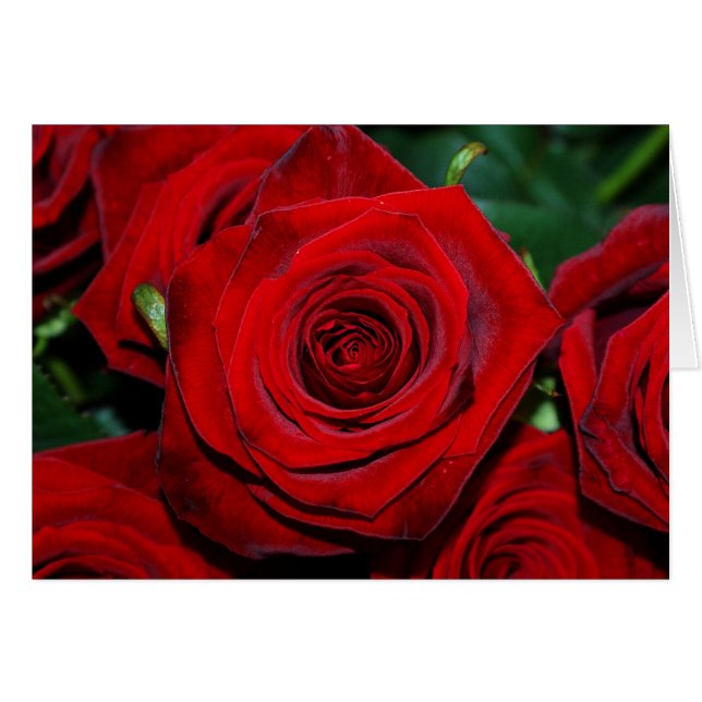 Roses rouges (Devant horizontal)