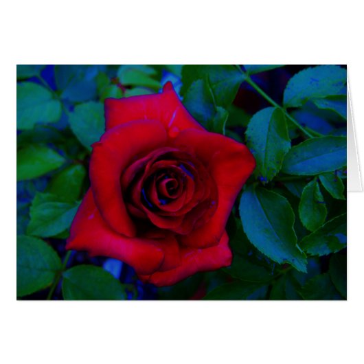 Roses rouges aux tons bleus (Devant horizontal)