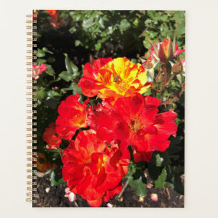 Roses rouges et jaunes, Portland, Oregon