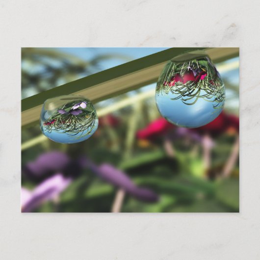 Roses sur carte postale Raindrops (Devant)
