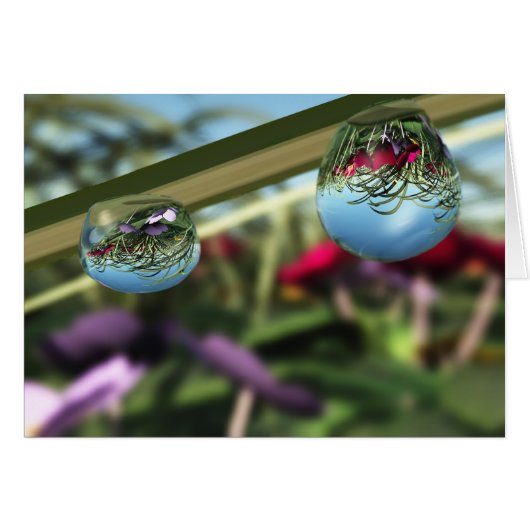 Roses sur Raindrops Card (Devant horizontal)