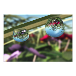 Roses sur Raindrops Photo Print