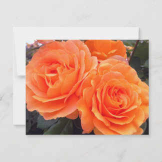 Roses Tangerine, Carte de Vœux