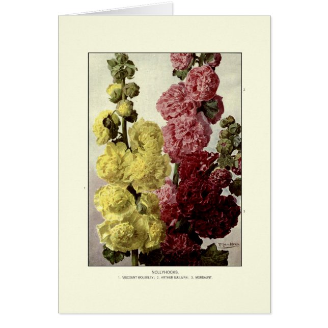 Roses trémière (Devant)