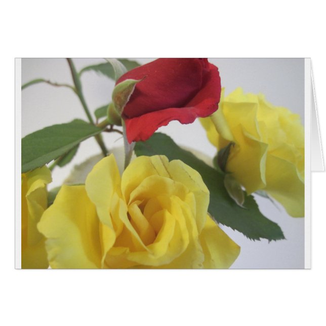 Roses van rood of geel (Voorkant Horizontaal)