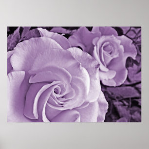 Roses violets ~ Poster floral