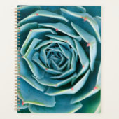 Rosette d'Echeveria, Jardin Secret de Marrakech (Devant)