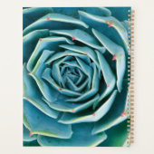 Rosette d'Echeveria, Jardin Secret de Marrakech (Dos)