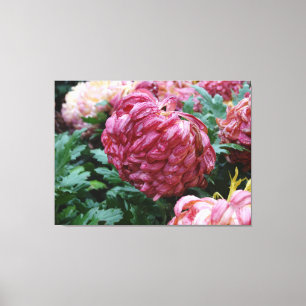Rosey Mums in de Regen. Canvas Afdruk