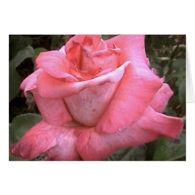 Rosey rose (Devant horizontal)