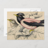 Rosie Bird Sketch Briefkaart (Voorkant / Achterkant)