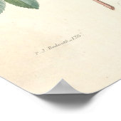 Rosier Canvas Print (Hoek)